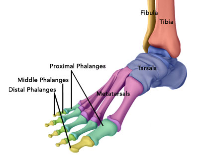 Ankle Anatomy