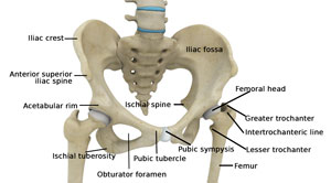 Normal Anatomy of the Hip joint
